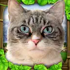 Stray Cat Simulator iOS Icon