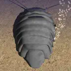 Giant Isopod+ iOS Icon