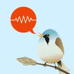 ChirpOMatic Birdsong ID Europe iOS Icon
