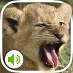 Animal Sounds: More 100 sounds iOS Icon