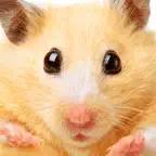 Hamster Jigsaw Puzzle Games iOS Icon