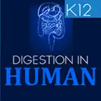 Human Digestive System iOS Icon