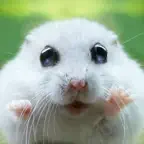Cute Animal Pics Watch App - Fun pictures for children, young kids, and adults iOS Icon
