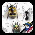 Insect Race iOS Icon