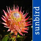 Wildflowers of South Africa iOS Icon