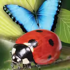 Popar Bugs iOS Icon