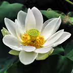 Flowers by Selim iOS Icon