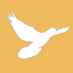 MyPigeon App Icon