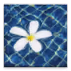TOTD - Thought Of The Day iOS Icon