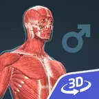 Human body (male) 3D iOS Icon