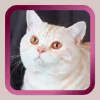 Kitty Cat Mah Jongg Solitaire iOS Icon