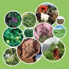 Tropical Forages iOS Icon