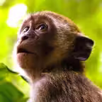 Monkey Sounds! iOS Icon