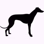 The Greyhound Tipster iOS Icon