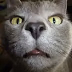Cats sounds: real and fun sounds for cat lovers iOS Icon