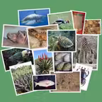 IDentifyIt Species iOS Icon