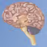 Brain icon
