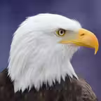 Eagle Bird Wild Life Sim Games Icon