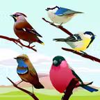 Bird Sounds! iOS Icon