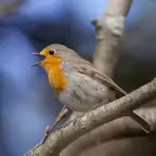 Birds Of Britain Icon