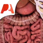 High School Anatomy iOS Icon