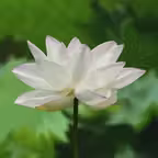 Heart Sutra. iOS Icon