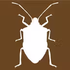 Midwest Stink Bug iOS Icon