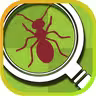 Tappy Ants icon