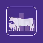 BCI Pregnancy Analytics Icon