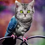 Simulator Morph Animal iOS Icon