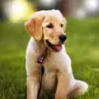 Animal Sounds for Kids.! iOS Icon