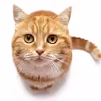 Cat sound - for cat lovers iOS Icon