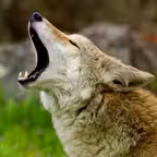Coyote Sounds! iOS Icon