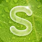 시드물 sidmool Icon