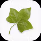 IVY World School, Jalandhar iOS Icon