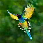 Bird Guide - Offline bird identification app iOS Icon