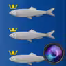 scheefLive icon