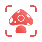 Picture Mushroom: Identifier icon