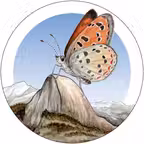 Yosemite Butterflies Icon