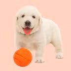 Squeaky Toy Sounds iOS Icon