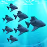 Crowd Fish 3D icon