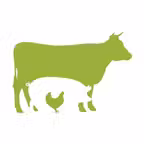 Angelo’s Cootehill Icon