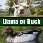 Llama or Duck iOS Icon