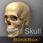 BoneBox™ - Skull Viewer iOS Icon