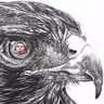 HawkSounds icon