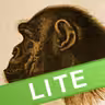 Ape Test Lite icon