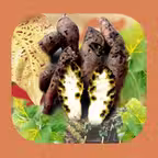 Sweetpotato DiagNotes iOS Icon