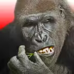 Flying Gorilla iOS Icon