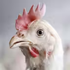 Chicken Sounds! iOS Icon