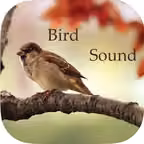 Bird Sounds -Bird relax,sleep Sounds iOS Icon